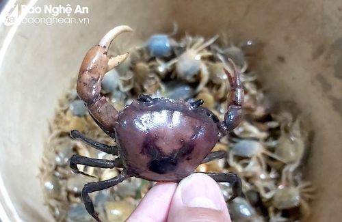  The natural rice field crabs. Photo: Xuan Hoang 