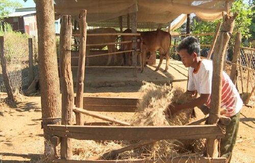 Hỗ trợ cấp giống bò cho hộ nghèo. Ảnh: TTXVN