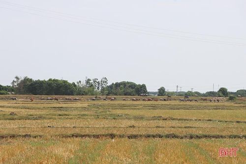 Cánh đồng Trằm của thôn Tiến Thắng, xã Cẩm Hưng vụ hè thu trở thành bãi chăn thả trâu bò.
