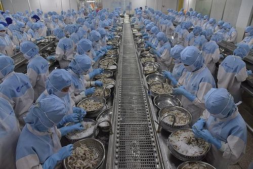 Xuất khẩu tôm năm 2023 dự báo chỉ đạt 3 tỷ USD