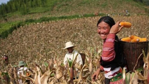 Thiên tai, dịch bệnh có thể làm gia tăng đáng kể số hộ nghèo. 