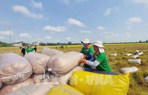 Nông dân huyện Thoại Sơn, An Giang thu hoạch lúa. Ảnh: Công Mạo-TTXVN
