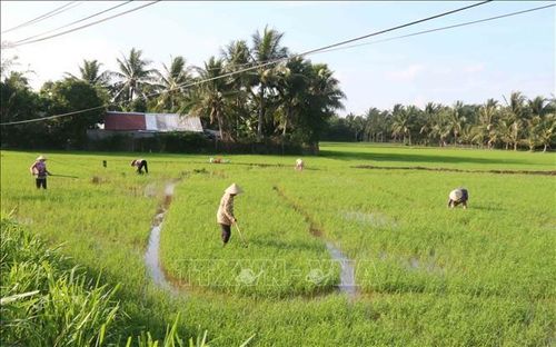 Hàn Quốc khởi động sáng kiến "K-rice Belt" với 8 nước châu Phi. Ảnh: Thanh Hòa- TTXVN