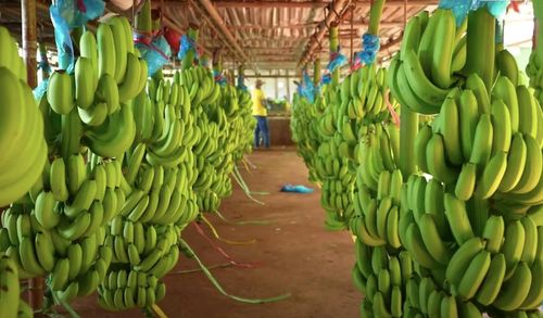 Với sự tham gia tích cực của bà con giáo dân, kinh tế hợp tác ở xã Quang Trung ngày càng phát triển, đã hình thành mô hình liên kết sản xuất gắn với tiêu thụ sản phẩm chuối.