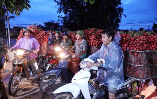 Người dân Lục Ngạn vận chuyển vải thiều đến các điểm thu mua trên địa bàn.