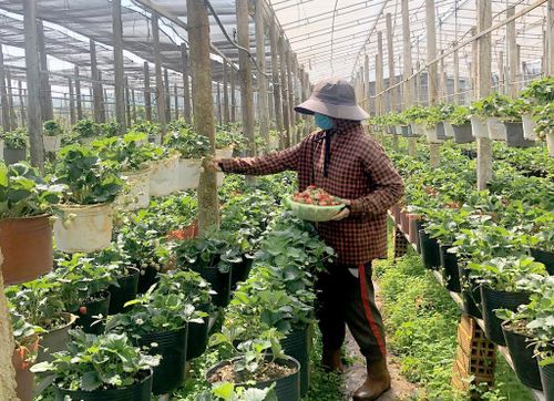Bà con nông dân là giáo dân ở Ia Băng đổi mới tư duy sản xuất nông nghiệp, nhiều hộ dân làm ăn hiệu quả và vươn lên giàu có.