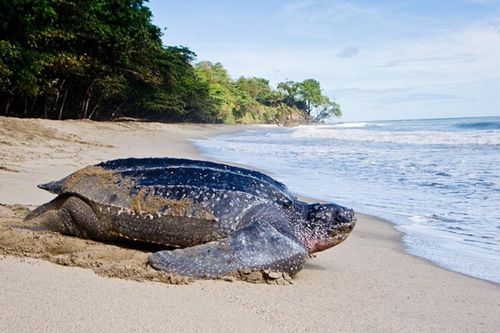 Rùa biển Leatherback là một trong những sinh vật lớn nhất thế giới mà nhiều người ví như chiếc xe tải nhỏ, và cũng là loài đang có nguy cơ tuyệt chủng cao.