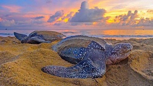 Tới Florida từ tháng 3 đến tháng 7, trên bờ biển Caribbean của Costa Rica từ tháng 3 đến tháng 6 và tại khu bảo tồn Shell Beach ở Guyana từ tháng 3 đến tháng 8 bạn có thể gặp loài rùa này.