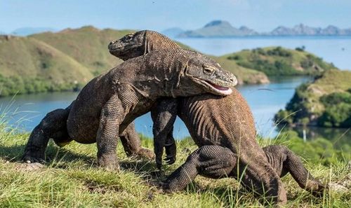 Rồng Komodo được cho là vẫn giữ được ngoại hình như khủng long tiền sử với chiều dài trung bình 3 m và nặng 140 kg. Để tận ngắm sinh vật quý hiếm này chỉ có cách duy nhất là đến Công viên quốc gia Komodo, Di sản Thế giới của UNESCO tại Indonesia.