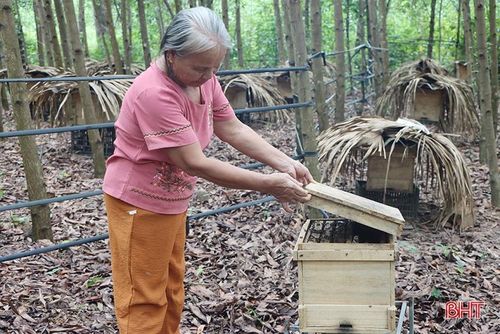 Bà Nguyễn Thị Liên triển khai mô hình nuôi ong lấy mật từ nguồn hỗ trợ của chương trình MTQG giảm nghèo bền vững.