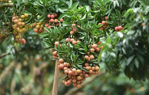 Vải thiều Bắc Giang đã chinh phục được nhiều thị trường thế giới.