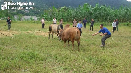 Người dân bản Xám Xúm vui hội chọi bò. Ảnh tư liệu: Hoài Thu