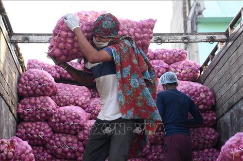Công nhân vận chuyển hành tại một khu chợ ở Amritsar, Ấn Độ. Ảnh: AFP/TTXVN
