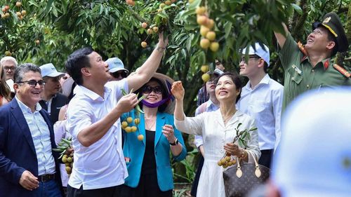 Chủ tịch UBND tỉnh Hải Dương Triệu Thế Hùng trực tiếp dẫn đoàn Đại sứ nước ngoài cùng các phu nhân, phu quân thăm quan vườn vải thiều tại huyện Thanh Hà. (Ảnh: Nguyễn Hồng)