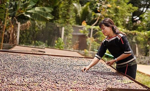 Thị phần cà phê của Việt Nam trong tổng lượng nhập khẩu của Na Uy tăng từ 0,47% trong 6 tháng đầu năm 2022 lên 1,36% trong 6 tháng đầu năm 2023 (ảnh: Nguyễn Hạnh)