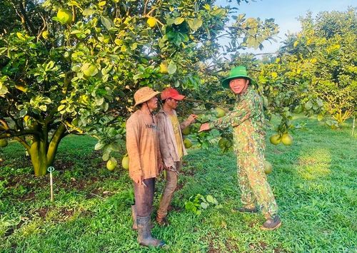 Ông Nguyễn Ngọc Tuyến (bìa phải; xã Ia Krai, huyện Ia Grai) chia sẻ kinh nghiệm chăm sóc cây bưởi da xanh cho người dân. Ảnh: M.N