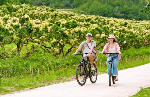 Du khách đạp xe trên các lối đi, hai bên là vườn cây ăn quả xanh mướt.