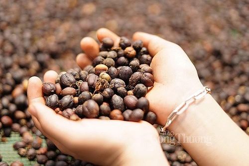 EU tăng nhập khẩu cà phê từ thị trường Việt Nam (ảnh Nguyễn Hạnh)
