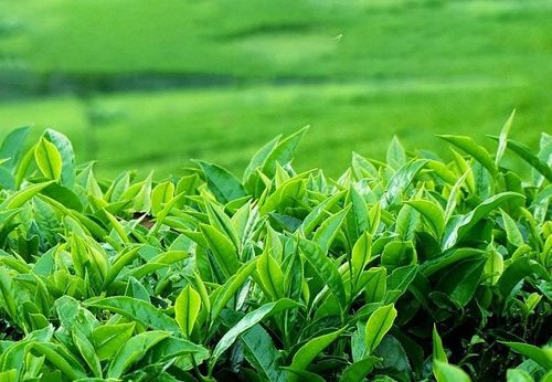 Xuất khẩu chè tụt giảm mạnh 8 tháng năm 2023