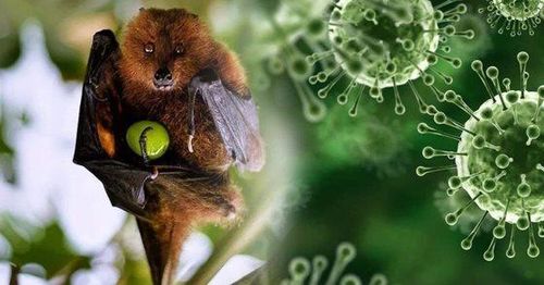 Vi rít Nipah lây từ động vật sang người và lây trực tiếp giữa người với người.