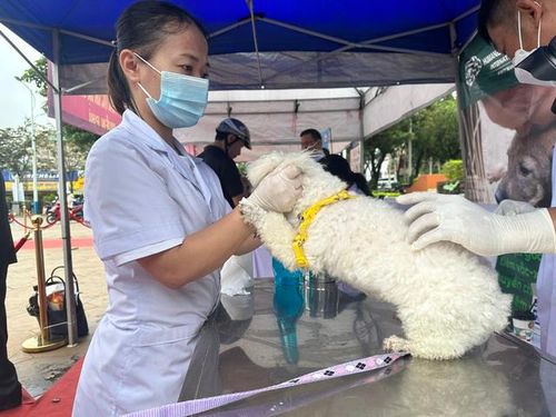 Hoạt động tiêm vaccine phòng dại miễn phí cho chó mèo tại buổi lễ.