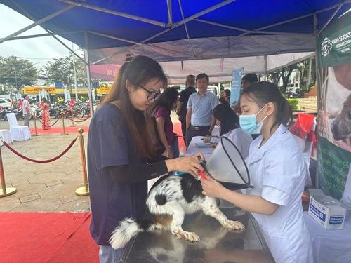 Chó mèo sau khi tiêm sẽ được tổ chức Four paw phát vòng cổ để phân biệt.