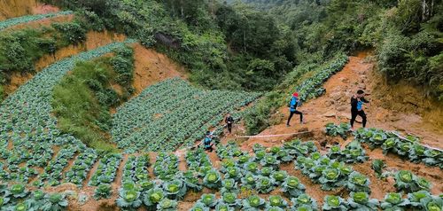 Băng qua một con dốc với ruộng bắp cải 