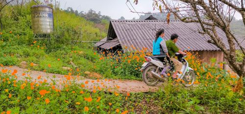 Ngôi nhà yên bình trong những khóm hoa vàng rực