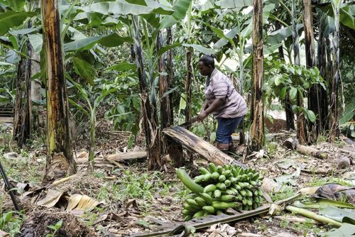 Thân cây chuối bỏ đi được sử dụng để sản xuất đồ thủ công ở Uganda. Ảnh: AP.