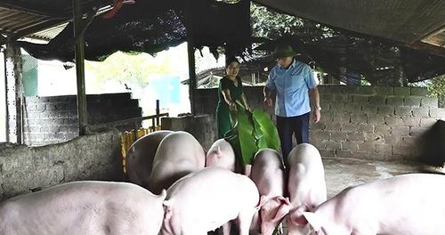 Mô hình nuôi lợn của gia đình chị Nguyễn Thị Lan, ở bản Bá, xã Trung Hạ (Quan Sơn).
