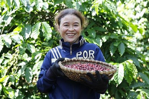 Xuất khẩu cà phê của Việt Nam trong tháng 10/2023 đã tăng trở lạ