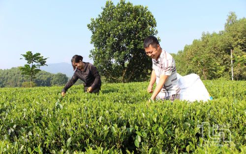 Chè là một trong những cây trồng đang được xã Phúc Tân tập trung phát triển. Trong ảnh: Các thành viên gia đình anh Trần Văn Cương ở xóm 7 thu hái chè.