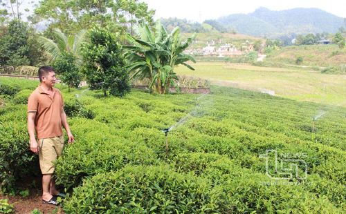 Nhờ nắm chắc các kỹ thuật chăm sóc chè nên gia đình ông Nguyễn Ngọc Trung, ở xóm Cây Thị, xã Phúc Xuân (TP. Thái Nguyên) có thể thu thêm từ 1-2 lứa chè vụ đông, góp phần nâng cao hiệu quả sản xuất, thu nhập.