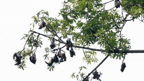 Dơi và những loài động vật hoang dã khác có thể mang mầm bệnh chết người.