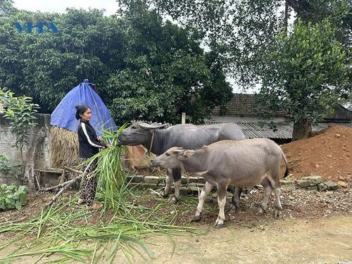 Bà Phạm Thị Lâm, thôn Thanh Tâm, xã Cẩm Tâm chăm sóc vật nuôi được Nhà nước hỗ trợ.