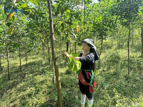 Nhờ làm tốt công tác tuyên truyền, vận động, nhiều hộ dân trên địa bàn huyện Cẩm Thủy mạnh dạn vay vốn đầu tư trồng rừng, mang lại hiệu quả kinh tế, vươn lên thoát nghèo bền vững.