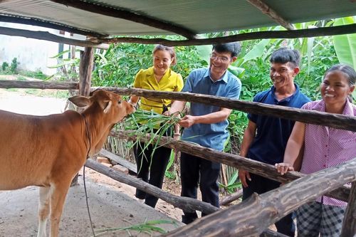 tặng bò cho hộ nghèo tại xã Đăk Tờ Re, huyện Kon Rẫy, tỉnh Kon Tum