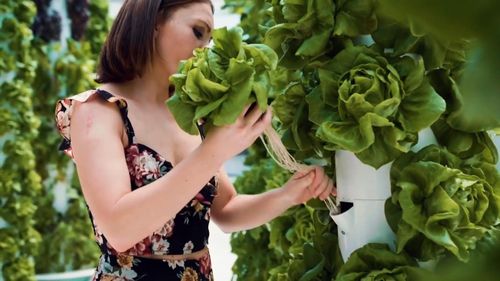 Rau xà lách mỡ thủy canh