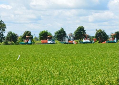 Trên cánh đồng lúa chất lượng cao vùng ĐBSCL. 