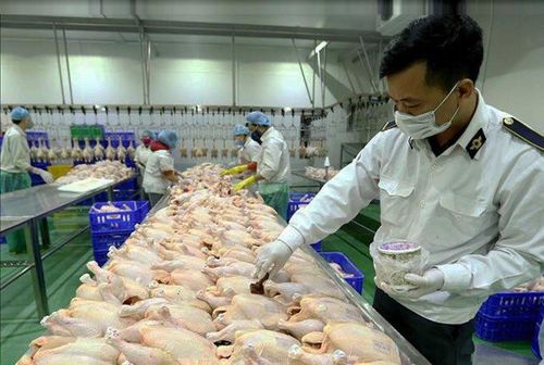 Cán bộ thú y kiểm tra nguồn gốc sản phẩm tại một cơ sở giết mổ gia cầm ở huyện Gia Lâm. Ảnh: Phương Nga