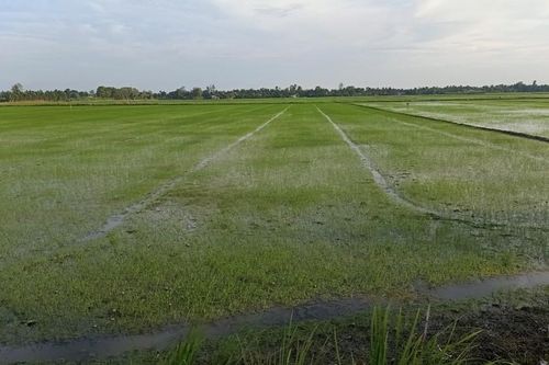 Tại Hội thảo, các tổ tài chính, nhà khoa học cũng sự cam kết đồng hành cùng Việt Nam, triển khai thực hiện Đề án “Phát triển bền vững 1 triệu hec-ta chuyên canh lúa chất lượng cao.