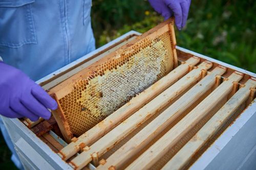 Mới đây, Bentley cho ra mắt thêm phiên bản đặc biệt của sản phẩm mật ong này với tên “Bentley Honey Black Edition”. Đây là những hũ mật được thu hoạch từ 2 tổ ong đầu tiên, còn sản phẩm từ 15 tổ mới hơn sau này sẽ tiếp tục được dán nhãn “Bentley Honey” tiêu chuẩn.