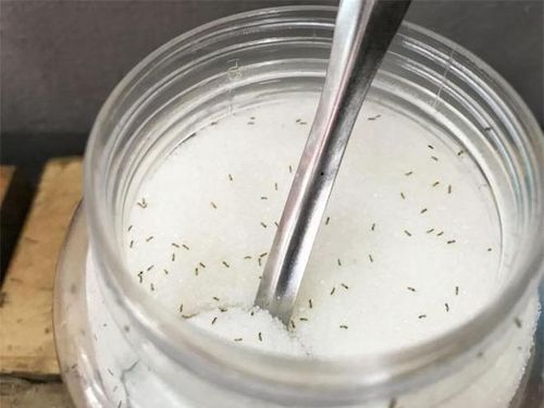 Kiến xâm chiếm lọ đường và đây là cách đuổi kiến hiệu quả nhất, không sợ độc hại - Tạp chí Doanh Nghiệp Việt Nam