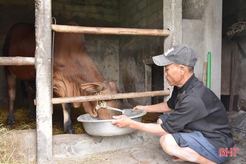 Dù tất bật với việc đồng áng nhưng anh Phùng Văn Hiền luôn dành nhiều thời gian chăm sóc con bê vừa được hỗ trợ mua cách đây khoảng 2 tháng.