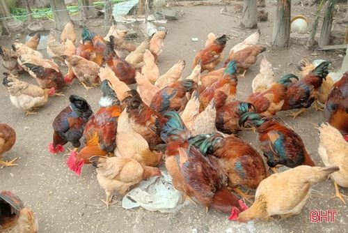 Đàn gà sinh kế của hộ anh Nguyễn Đình Huế (ở thôn Tân Thượng, xã Tân Lộc) đang được chăm sóc cẩn thận, phát triển tốt, chờ tết bán giá cao.