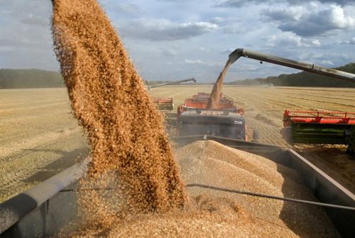 Nga trồng lúa chủ yếu ở các vùng phía Tây Nam nước này, gần biên giới với Azerbaijan, Gruzia và Kazakhstan.