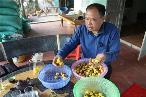 Ông Đàm Văn Cường, xã Thanh Sơn, huyện Ba Chẽ, Quảng Ninh phân loại các hoa trà.