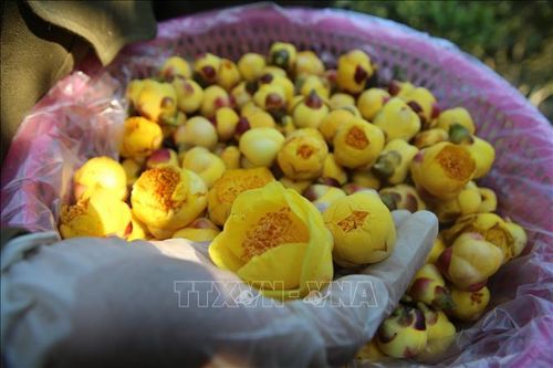 Trà hoa vàng được mệnh danh là "nữ hoàng trà" có giá 5 triệu/1kg tươi và 15 triệu/1 kg khô với trà loại 1.