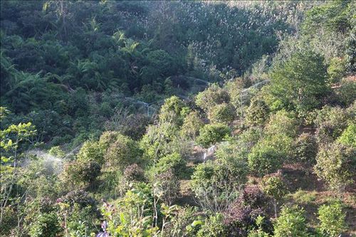 Huyện Ba Chẽ có khoảng 300 ha cây dược liệu, trong đó có khoảng 1/2 là trà hoa vàng, người dân sử dụng hệ thống phun nước tự động để chăm sóc.