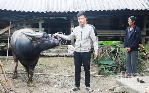Gia đình anh Ngô Văn Lý, ở xóm La Mạ, xã Lâu Thượng (Võ Nhai) đã thoát được nghèo nhờ sử dụng hiệu quả nguồn vốn vay của Ngân hàng Chính sách xã hội để đầu tư chăn nuôi trâu, bò.